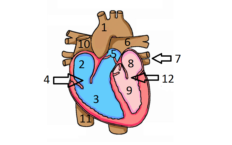 Human Heart Diagram Without Labels - AoF.com