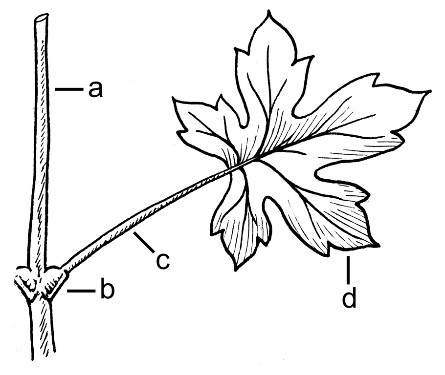 Simple leaf diagram (PSF).png