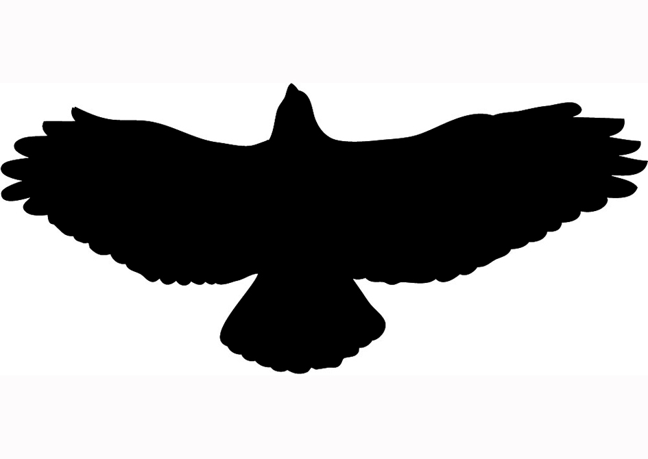 Black Hawk Bird - ClipArt Best