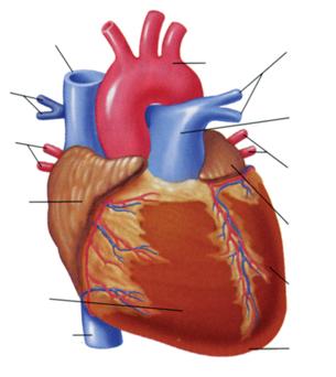 Heart Diagram Without Labels & Human Heart Diagram Without Labels Aof