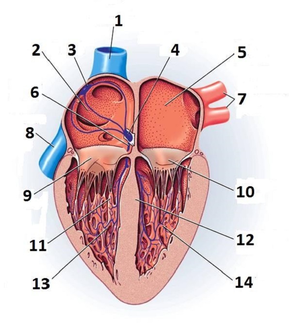 Heart Diagram Unlabeled