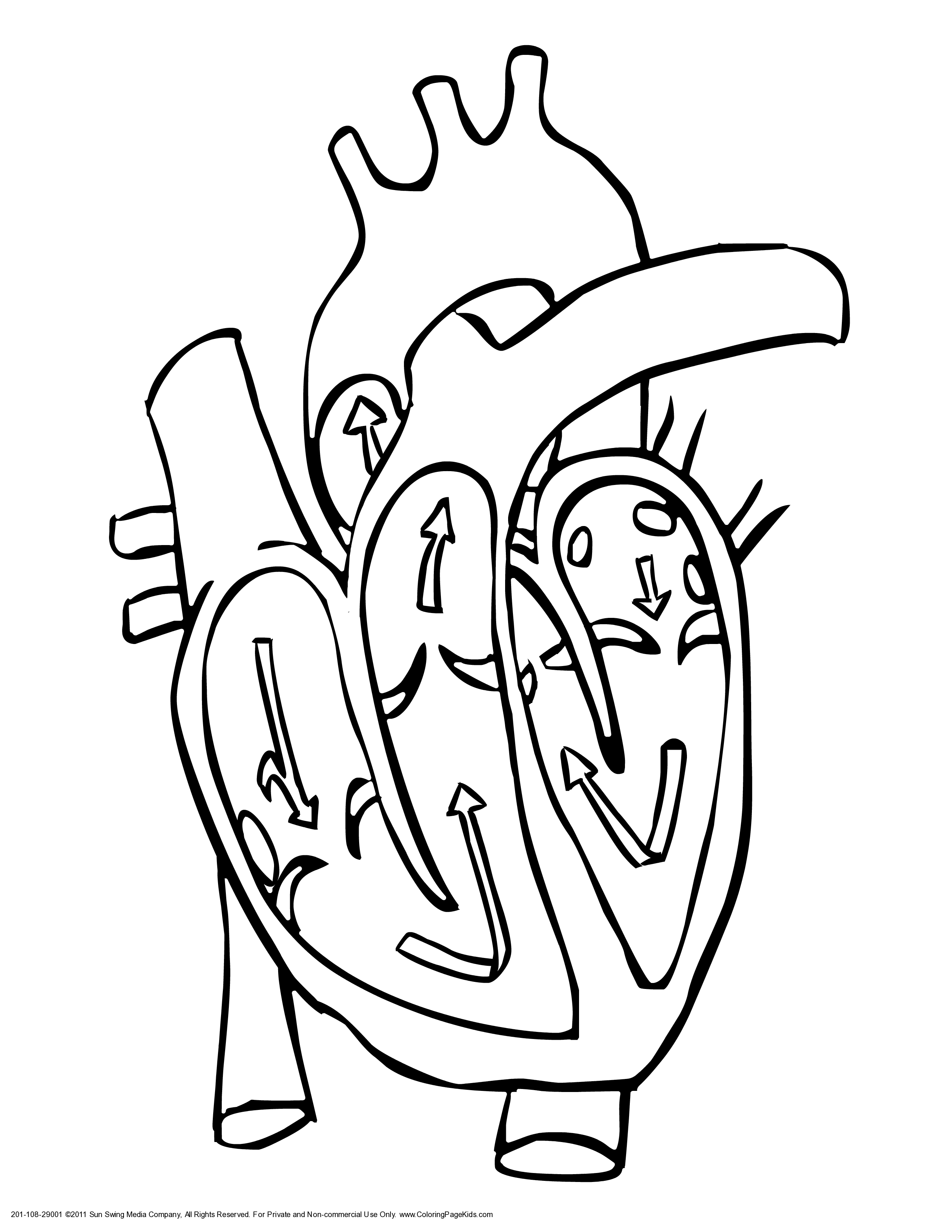 Heart Diagram Unlabeled