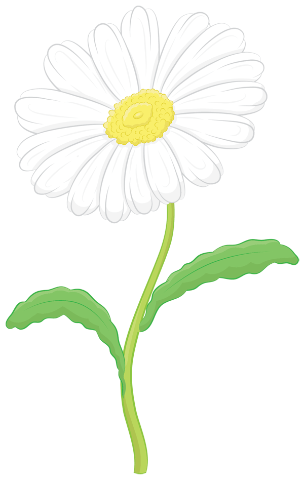 How to Draw a Daisy Step by Step