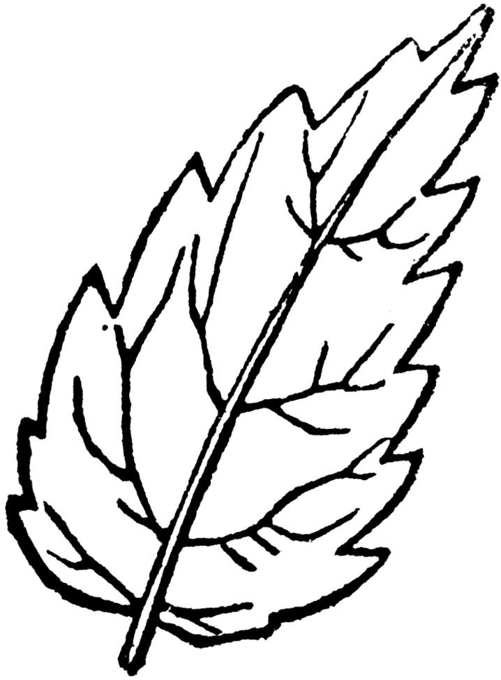 Leaf Line Drawing Clipart - Free to use Clip Art Resource