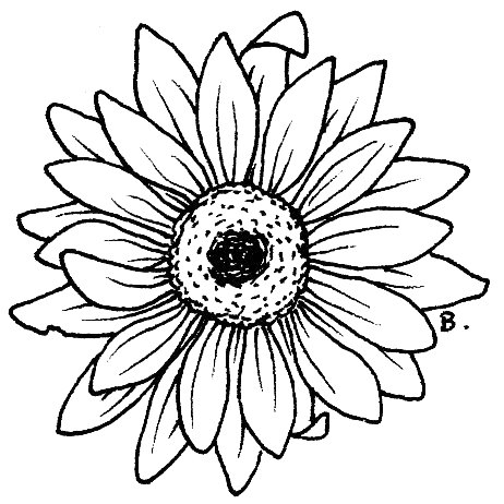 Gerber Daisy Drawing