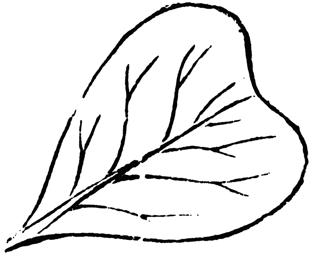 Obcordate and Retuse Leaf | ClipArt ETC