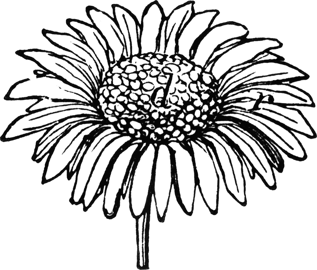 Daisy Hand Drawn Clipart