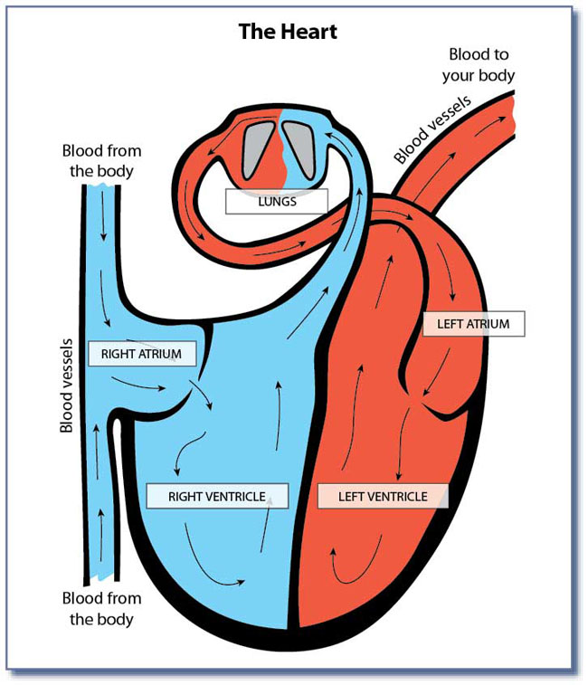 Heart Diagram Clipart