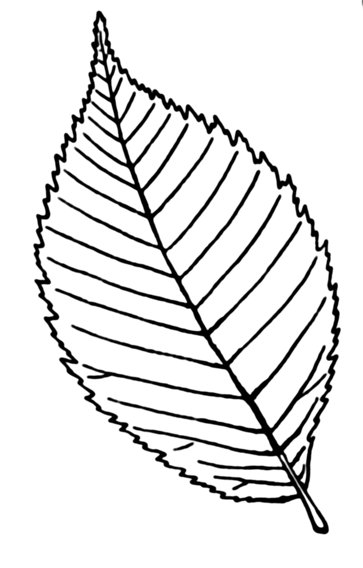 Leaf Line Drawing Clipart - Free to use Clip Art Resource