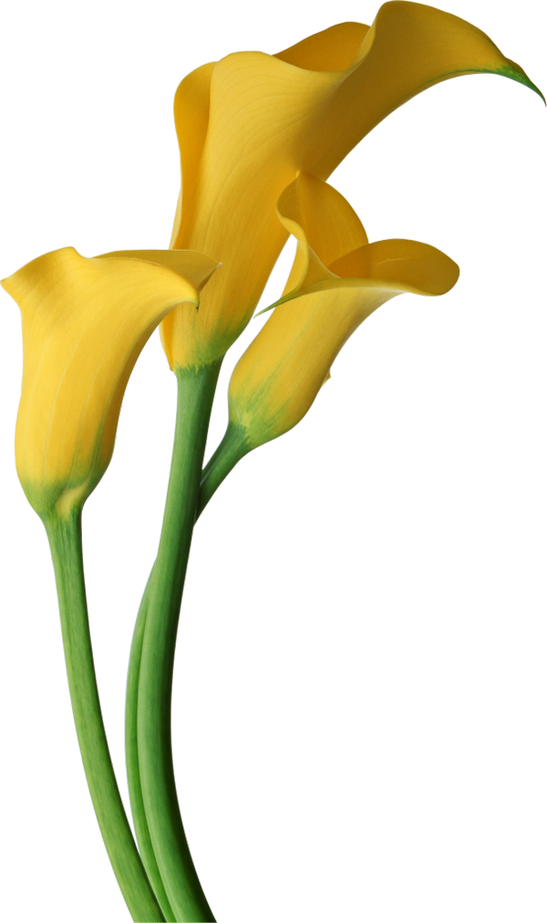 Calla Lily Pics | Free Download Clip Art | Free Clip Art | on ...