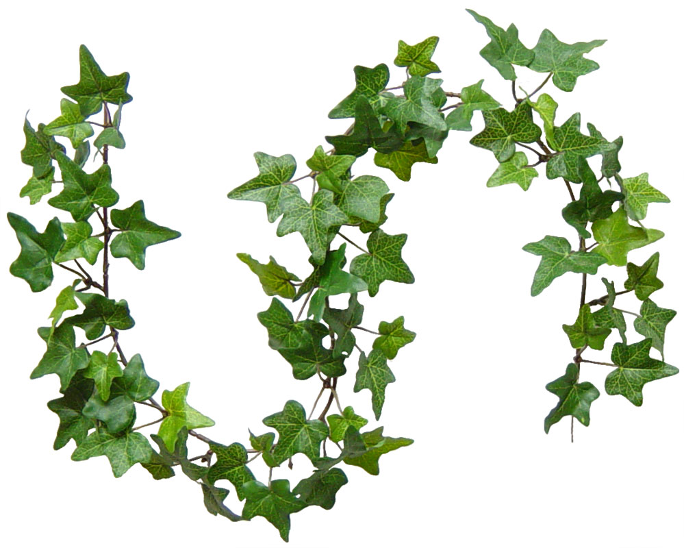 Ivy Png Clipart Best