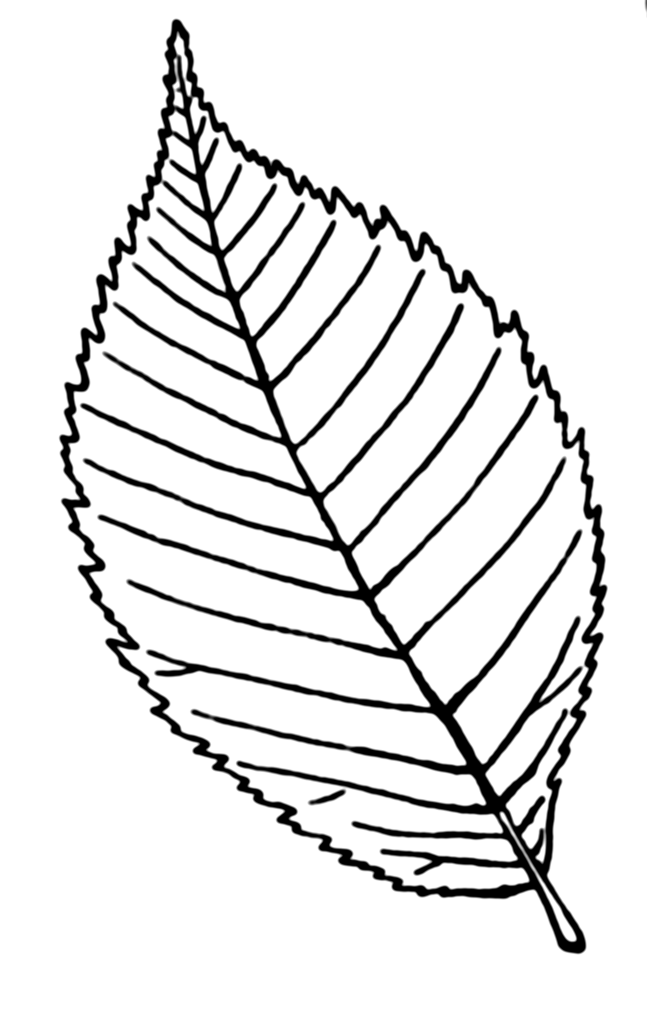 Serrulate leaf (PSF).png