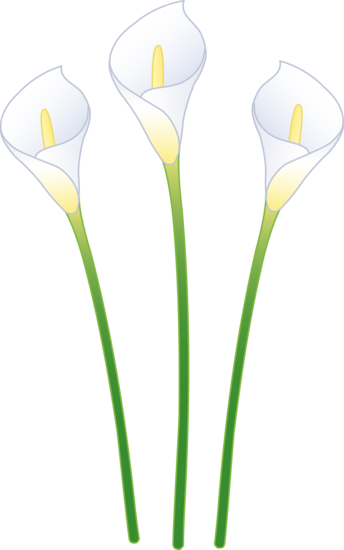 Calla Lily Clipart