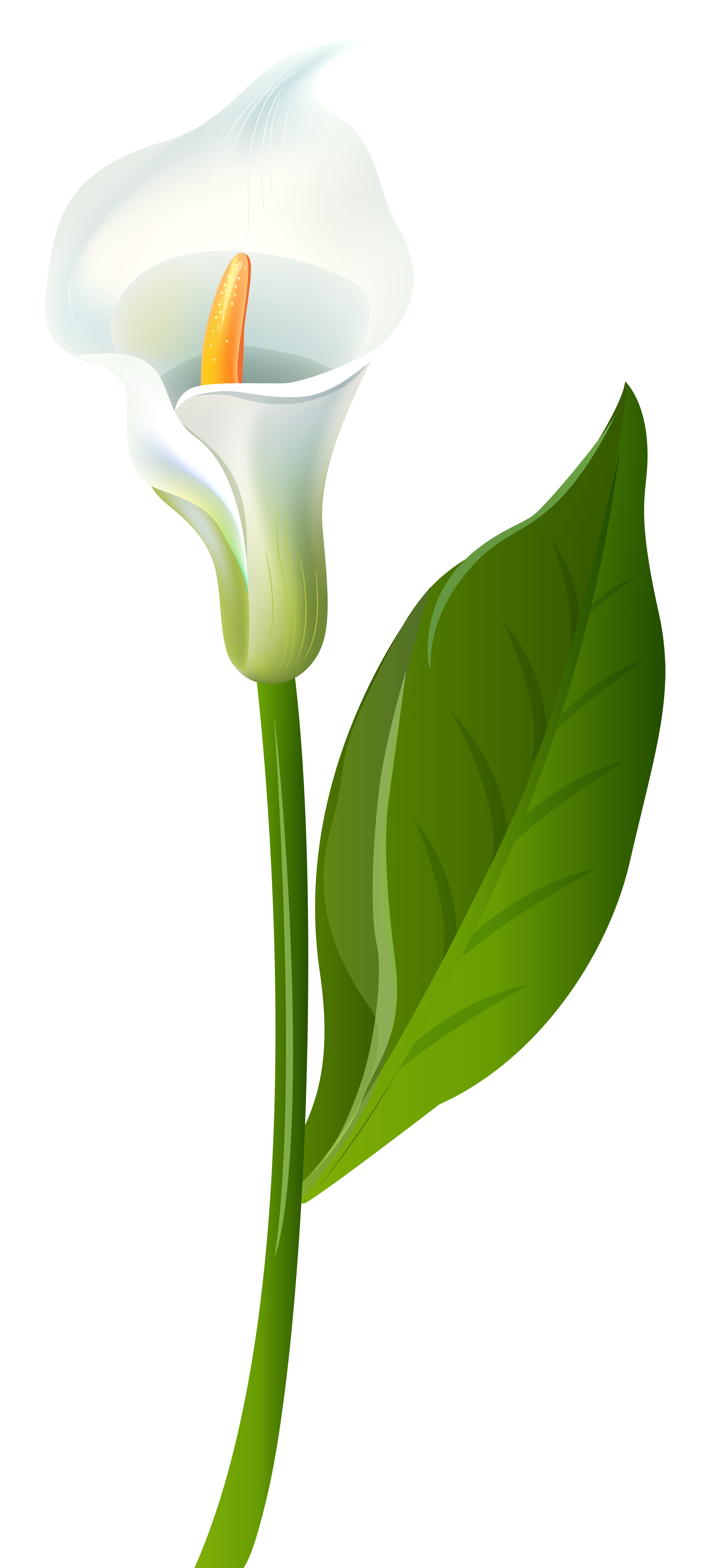 Calla Lily Transparent PNG Clip Art Image