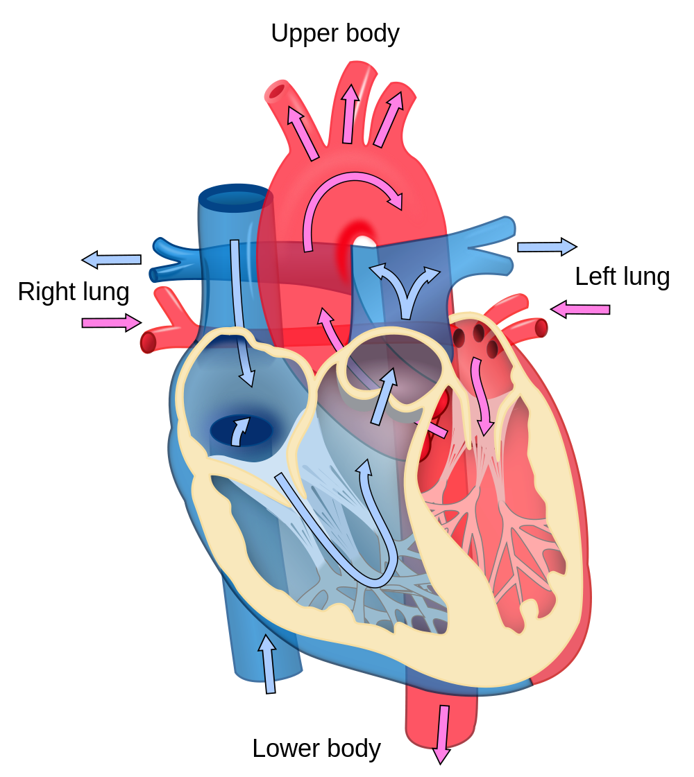 Unlabeled Circulatory System Diagram Kids