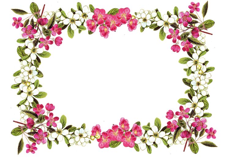 Floral Border Clipart - Tumundografico