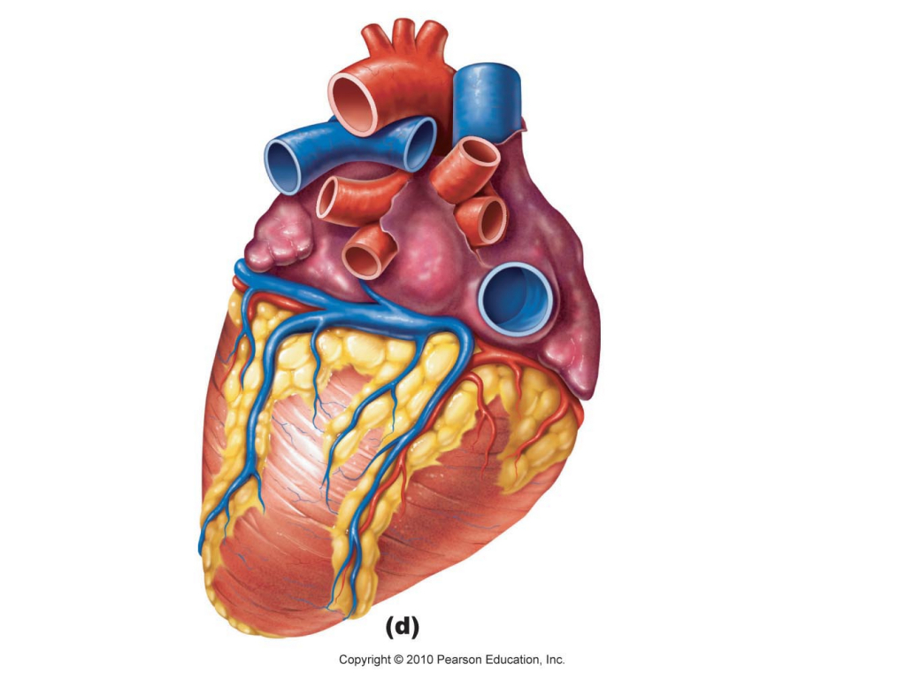 Blank Heart Diagram - Human Anatomy Library