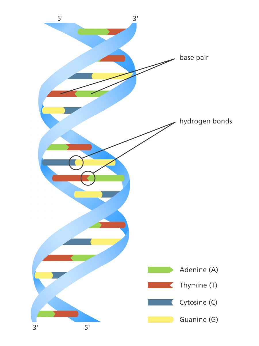 Unravelling the double helix | Stories | yourgenome.org