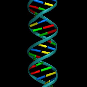 DNA Double Helix