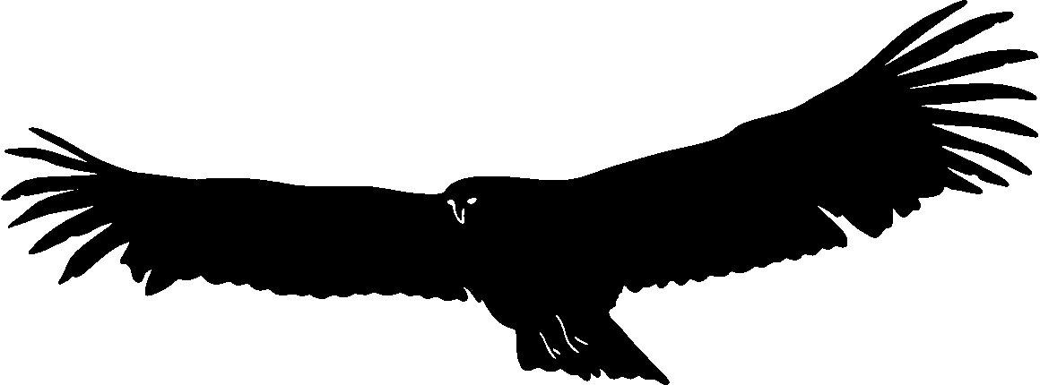 41+ Black Hawk Bird Clipart