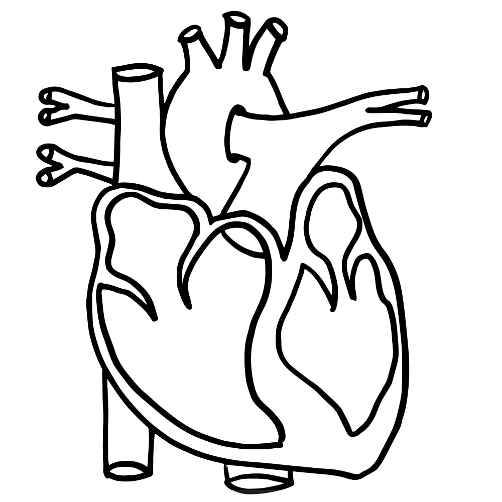 Parts Of The Heart Clipart