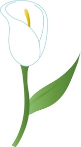 Free calla lily clipart