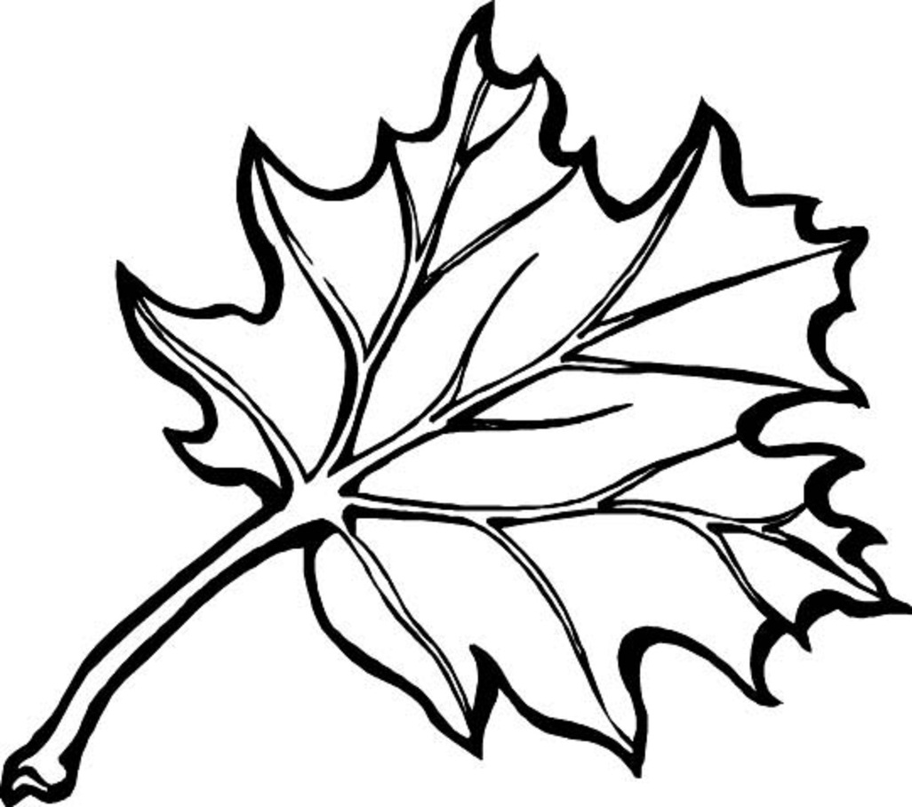 Leaf Line Drawings Clipart - Free to use Clip Art Resource