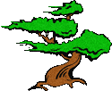 1-bonsai-tree-2.gif