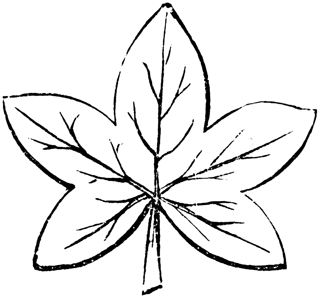 Leaf Line Drawing - ClipArt Best