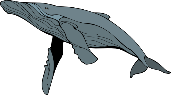 Humpback Whale Clipart - Free Clipart Images