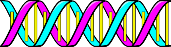 Double Helix DNA - vector Clip Art