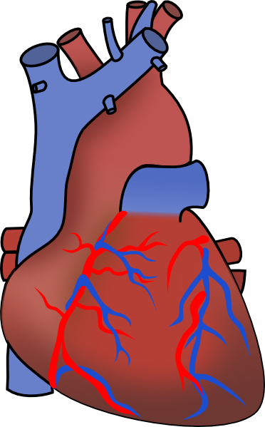 Heart Diagram Unlabeled