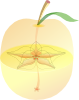 Apple Clip Art