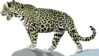 Jaguar 3 Clip Art