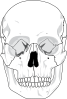 Human Skull Clip Art