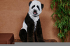 Labradoodle Panda Image