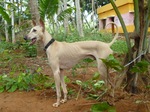 Cute Chippiparai Dog