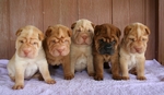 Shar Pei dog puppies