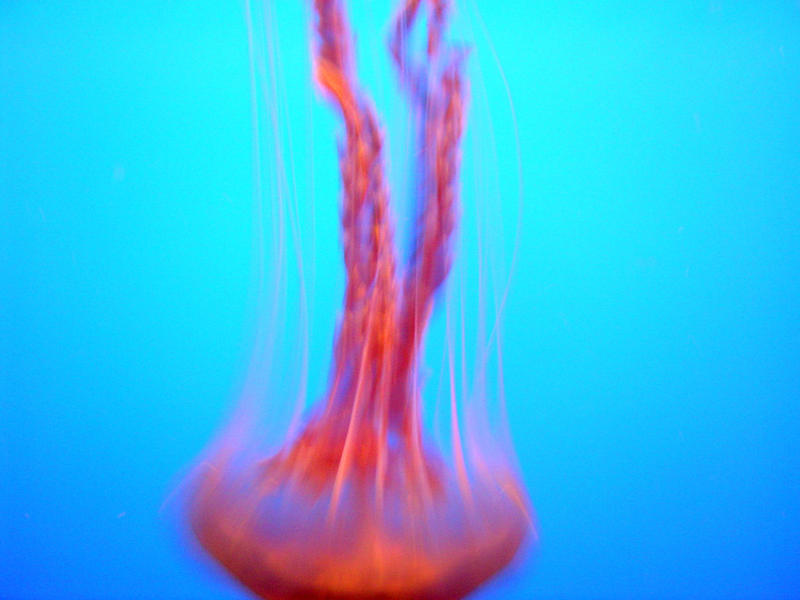 jelly fish underwater