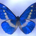 2180-blue butterfly