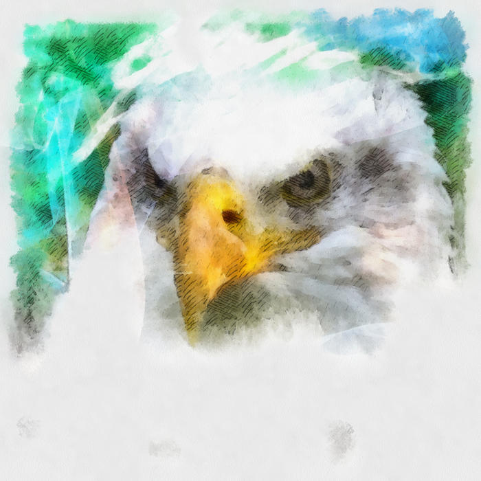 <p>Bald Eagle</p>
