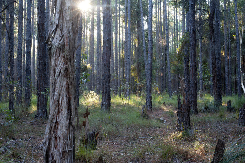 11869   Landscape of forest in sunlight