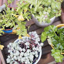 17839   Small wooden crate with potted plants