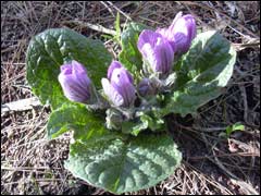 öâåò¸ò ìàíäðàãîðà îñåííÿÿ (Mandragora autumnalis)