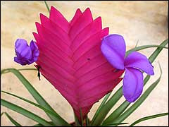 Tillandsia cyanea