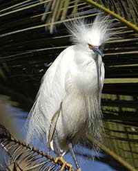 Snowy Egret