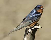 Barn Swallow