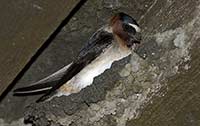 Cliff Swallow