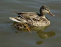 Mallard and chick