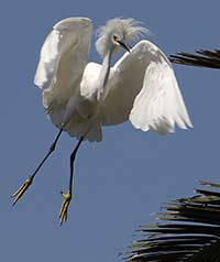 Snowy Egret